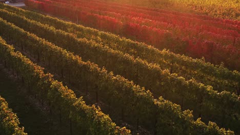 Aerial-view-over-colorful-autumn-vineyard-with-red-and-orange-leaves,-in-the-italian-countryside,-at-sunset