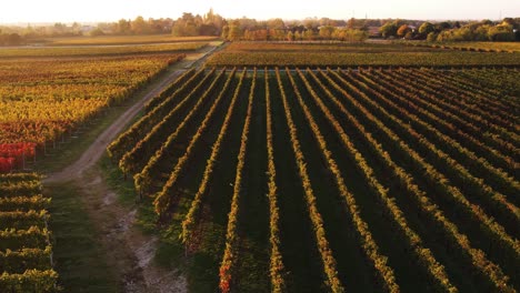 Luftlandschaftsansicht-über-Farbenfrohen-Herbstweinberg-Mit-Rotem-Und-Orangefarbenem-Laub,-In-Der-Italienischen-Landschaft,-In-Der-Abenddämmerung