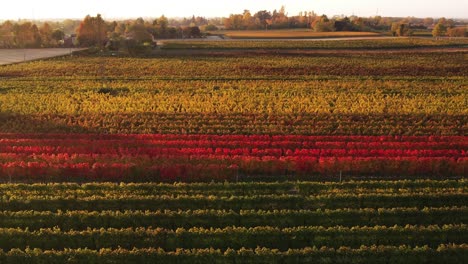 Aerial-landscape-view-of-colorful-autumn-vineyard-with-red-and-orange-foliage,-in-the-italian-countryside,-at-dusk
