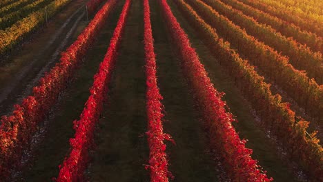 Luftaufnahme-über-Den-Farbenfrohen-Herbstweinberg-Mit-Rotem-Und-Orangefarbenem-Laub,-In-Der-Italienischen-Landschaft,-In-Der-Abenddämmerung