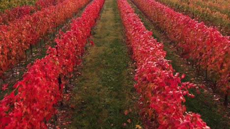 Luftaufnahme-über-Den-Farbenfrohen-Herbstweinberg-Mit-Rotem-Laub,-In-Der-Italienischen-Landschaft,-Bei-Sonnenuntergang