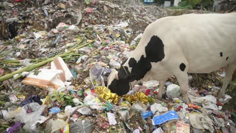 Pollution-concept,-Garbage-pile-in-trash-dump-or-landfill-in-India,-cruelty-for-animals,-pollution-and-human-waste,-cow-eating-plastic-from-garbage