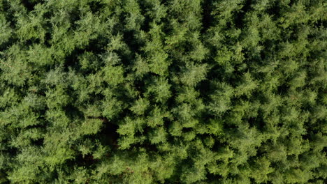 Stationary-overhead-aerial-shot-of-Dense-conifer-trees-blowing-in-the-wind