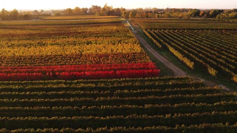 Luftaufnahme-Der-Landschaft-über-Den-Herbstlichen-Weinberg-Mit-Rotem-Und-Orangefarbenem-Laub,-In-Der-Italienischen-Landschaft,-In-Der-Abenddämmerung