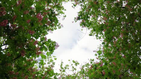 Vista-Giratoria-Mirando-Hacia-Arriba-A-Través-De-árboles-Arbustos-Con-Flores-Rosadas-Paisaje-Celestial-Agradable-De-Mirar-El-Cielo-Nublado-Relajante-Preguntándose-Sobre-La-Vida-Recordando-Algo-Del-Pasado-Cinematográfico