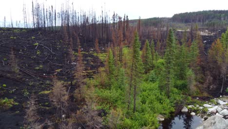 Luftaufnahme-Verbrannter-Bäume-Nach-Dem-Größten-Waldbrand-In-Der-Geschichte-Der-Provinz-Québec,-Kanada,-Erloschener-Waldbrand