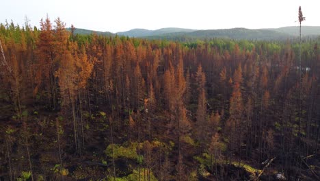 Drone-flying-through-a-thick-forest-of-singed-trees-and-blackened-earth-from-wildfire