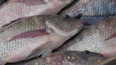fresh-live-raw-tilapia-ready-on-counter-for-sale-at-thailand-fish-market