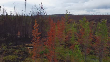 Bosque-Contrastante-Entre-árboles-Quemados-Por-Incendios-Forestales-Y-Flora-Nativa-Saludable-De-Lebel-sur-quévillon,-Quebec,-Canadá