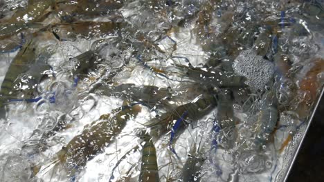 live-raw-fresh-blue-river-prawn-in-water-bucket-for-sale-at-thailand-fish-market