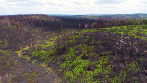 Luftüberflug-Verbrannter-Wald-Nach-Verheerenden-Waldbränden,-Quebec,-Kanada
