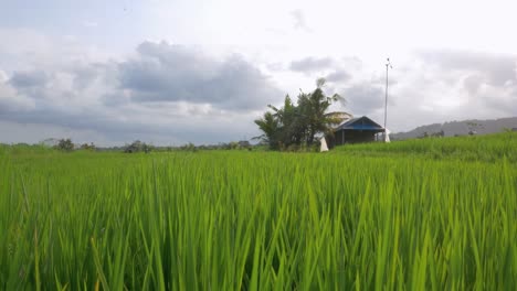 Diese-Handaufnahme-Eines-Traditionellen-Reisfeldes-Auf-Bali,-Indonesien,-Zeigt-Die-Traditionelle-Landwirtschaft-Im-Nachmittagslicht