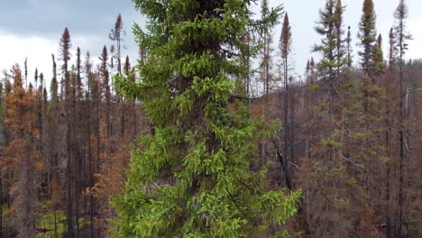 Single-green-pine-tree-remains-in-front-of-burned-forest-stand-in-Lebel-Sur-Quévillon,-Québec,-Canada,-forest-fire-aftermath