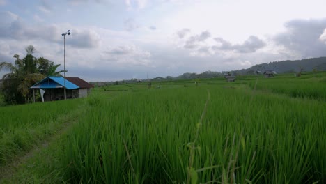 Experience-the-beauty-of-Bali’s-traditional-rice-fields-in-the-afternoon-light-with-this-handheld-shot