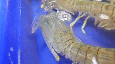 Lebende,-Rohe,-Frische-Fangschreckenkrebse-Im-Wassereimer-Zum-Verkauf-Auf-Dem-Thailändischen-Fischmarkt