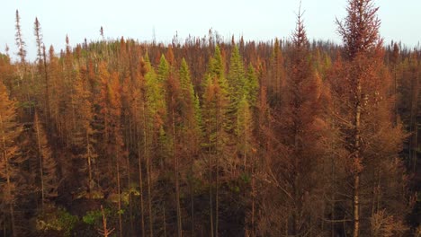 Drone-fly-through-of-thinned-tree-canopy-stand-after-largest-Canadian-forest-fire-in-Quebec