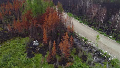 Abgelegener-Wald-Mit-Schweren-Waldbrandschäden