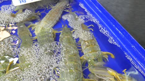 Rohe,-Lebende,-Frische-Fangschreckenkrebse-Im-Wassereimer-Zum-Verkauf-Auf-Dem-Asiatischen-Thailändischen-Fischmarkt