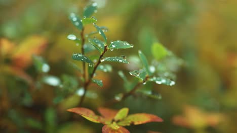 Tiny-dewdrops-on-the-green-blueberry-leaves