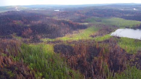 Aerial-landscape-view-of-the-aftermath-of-the-biggest-wildfire-in-the-history-of-the-Province-of-Québec,-Canada,-extinguished-forest-fire