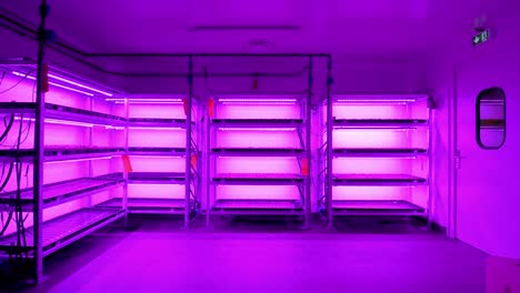 A-room-with-shelves-illuminated-by-ultraviolet-lighting-is-shown