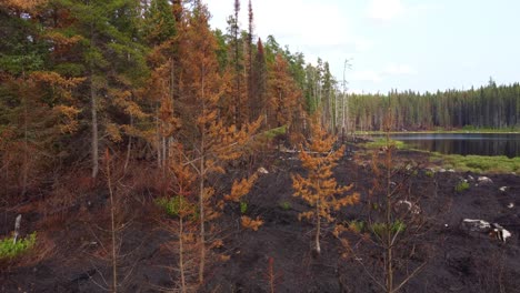 Black-brown-ground-forest-litter-charcoal-and-thin-torched-coniferous-tree-line-in-Lebel-Sur-Quevillon,-Quebec,-Canada