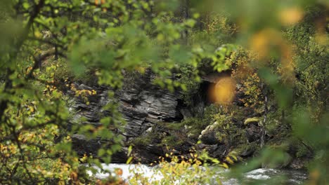 Aufschlussreiche-Aufnahme-Eines-Flachen-Flusses,-Der-Langsam-In-Der-Von-Bäumen-Verdeckten-Felsigen-Schlucht-Fließt