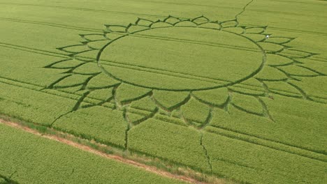 Sunflower-designed-crop-circle-on-a-farm-field-in-Potterne-,-UK