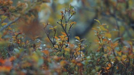 Brightly-colored-green-orange-autumn-leaves-dotted-with-black-spots