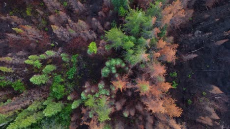 Drone-top-down-bird's-eye-view-of-forest-tree-crown-stand-canopy-burnt-and-green-from-canadian-forest-wildfire