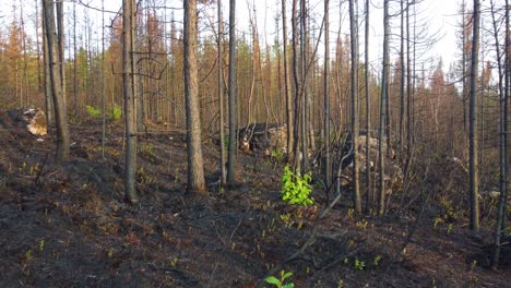 Nach-Verheerenden-Waldbränden-In-Kanada-Wachsen-Grüne-Blätter-Durch-Den-Mit-Asche-Bedeckten-Boden