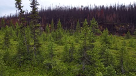 rising-aerial-of-the-record-setting-Canadian-forest-fire-season,-fireline-where-thousands-of-acres-of-forest-were-destroyed