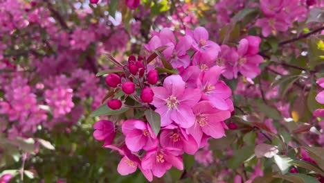 Pink-Apple-Blossoms-in-full-bloom-in-the-springtime-in-Toronto,-close-up