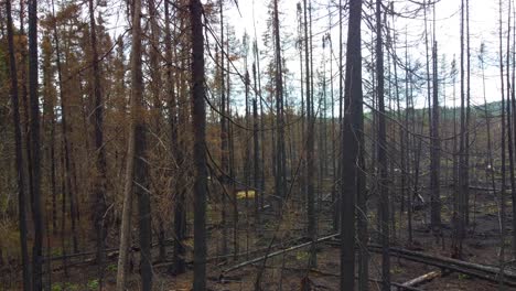Aerial-Drone-Fly-Through-Burned-Forest,-Trees-after-Wildfires-in-Quebec-Canada-during-Daylight
