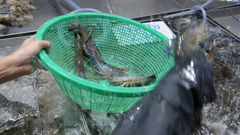 Sammeln-Lebender,-Frischer,-Roher-Flussgarnelen-Aus-Einem-Wassereimer-Auf-Dem-Thailändischen-Fischmarkt