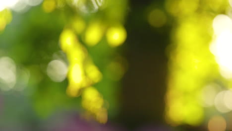 üppiger-Grüner-Bokeh-Hintergrund:-Defokussiertes-Laub,-Sonnenbeschienene-Zweige-Schaffen-Eine-Bezaubernde-Abstrakte-Szene