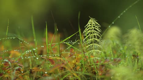 Slender-stems-on-grass-beaded-with-dewdrops-in-the-brightly-colored-autumn-undergrowth