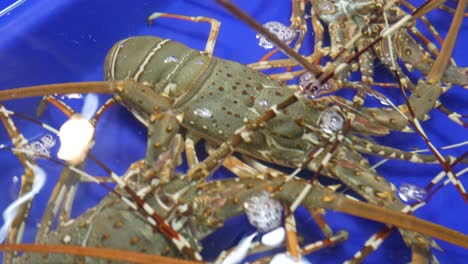 live-raw-fresh-australian-lobster-in-water-bucket-for-sale-in-thailand-fish-market