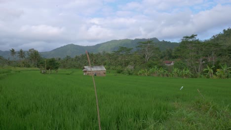 Experience-the-beauty-of-a-traditional-rice-paddy-with-a-jungle-forest-background-in-Bali's-mountains-with-this-handheld-shot
