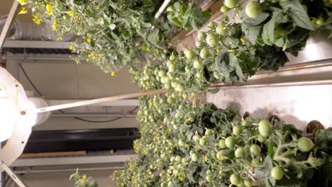 A-greenhouse-containing-green-tomatoes-is-depicted