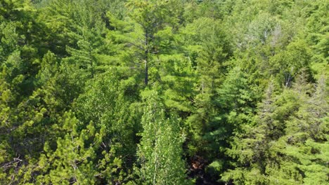 Beautiful-Aerial-View-Over-Lush-Green-Forest-And-Flowing-Water-Of-Duchesnay-Falls,-North-Bay,-Ontario