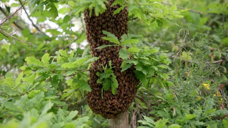 Close-up-shot-with-panning-of-a-swarm-of-wild-bees-hanging-from-a-tree,-a-few-bees-trying-to-find-a-place-among-the-colony,-close-up-shot-in-spring