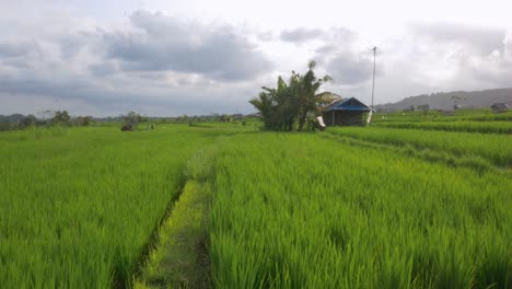 See-a-beautiful-traditional-rice-paddy-in-on-Bali-Island-in-the-afternoon-light-with-this-handheld-pan-shot