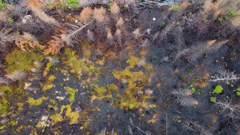 Drone-descends-in-brunt-crisp-pine-trees-to-charred-black-ground-after-forest-fire-in-Lebel-Sur-Quevillon,-Quebec,-Canada