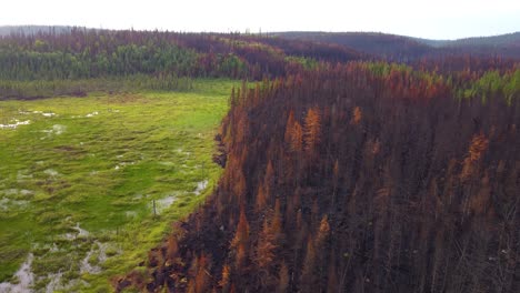 Dead-brown-burnt-trees-along-edge-of-fire-break-grassy-plains,-red-charred-leafs-of-wildfire-in-Canada