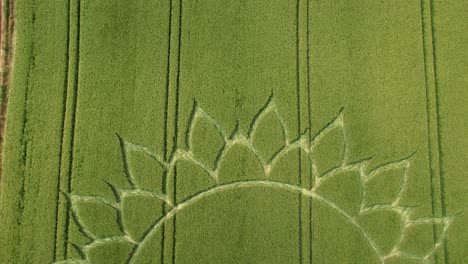 Mysterious-Crop-Circle-Patterns-in-Agricultural-Farmland,-Aerial-Drone-View