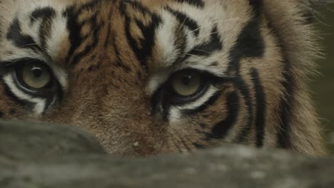 Tiger-got-eyes-locked-on-prey-hiding-behind-a-rock,-ready-to-hunt