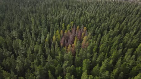 Drone-aerial-over-large-pine-forest-with-different-coloured-trees