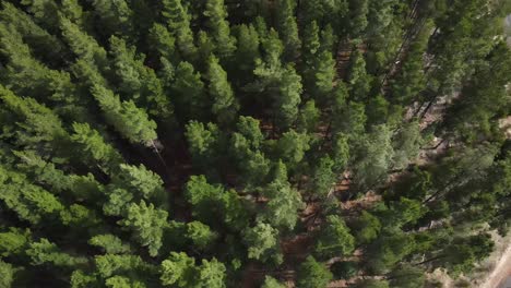 Drone-aerial-over-green-pine-forest-outskirts-with-dirt-road