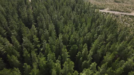 Drone-aerial-panning-down-into-large-green-pine-forest-on-a-windy-cloudy-day